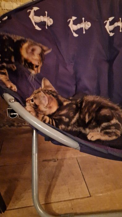 Бенгальские котята