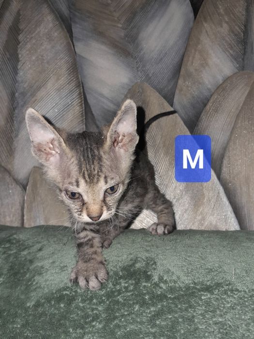 Котята хорошенькие