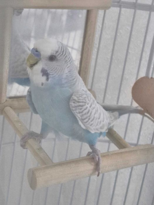 Попугайчик волнистый