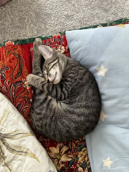 Отдам в добрые руки котенка