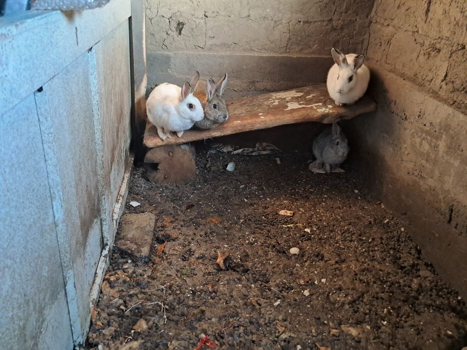 Продам кролики,2мальчики 2девочки