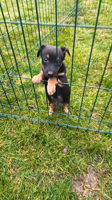 Джак Ръсел териер