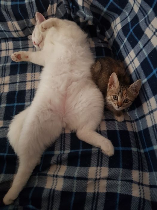 Отдам котёнка бесплатно