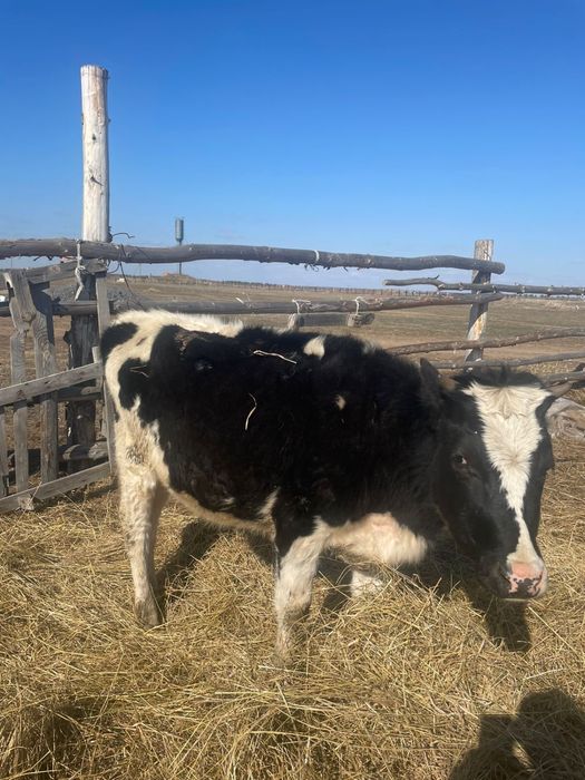 Продам! Телки от симменталсках коров