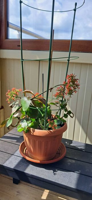 Каланхое, оранжево, красиво