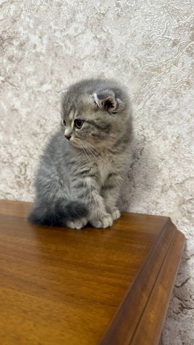 Котенок Scotish Fold