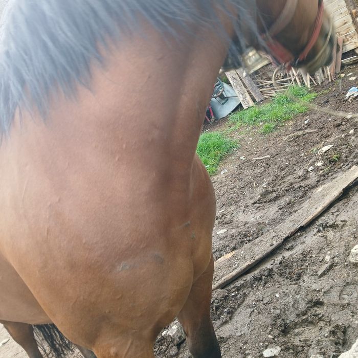 Vând iapă de 3 ani