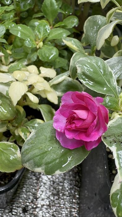 Цветы Комнатные и для сада