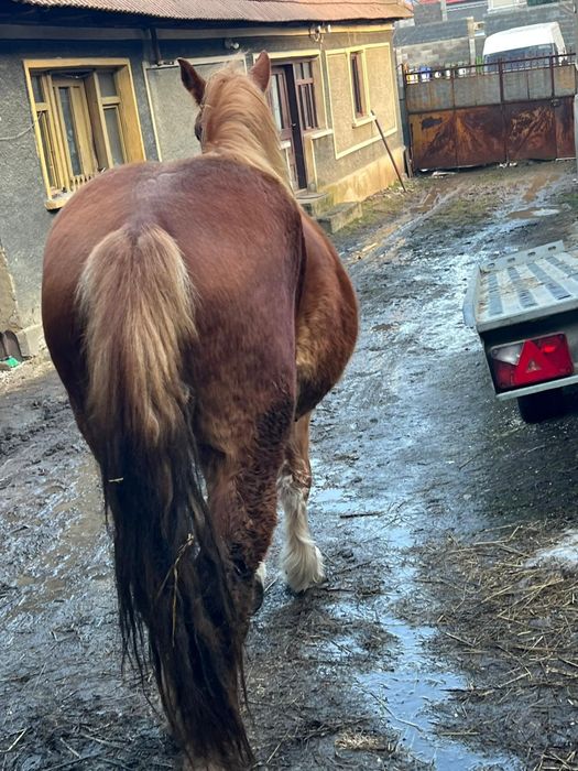 Vand manza de 3 ani foarte cuminte!