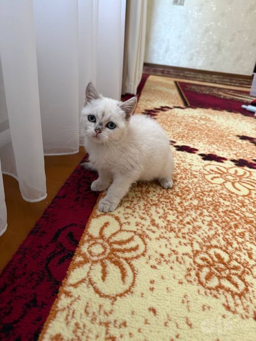 Кошка Британский короткошёрстная