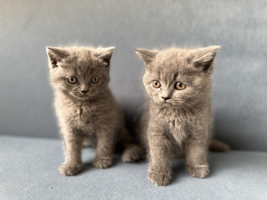 Шотландски клепоухи