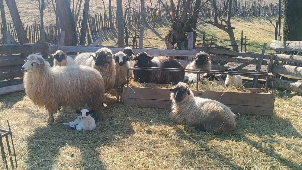 Vând oi cu miei, 10-15 bucăți, Alimpești, Gorj