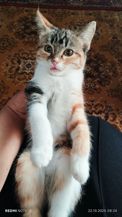 Buratinodan Malvina bilan jinsiy aloqa