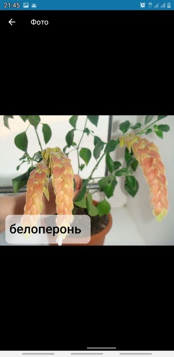 Продам разные комнатные цветы