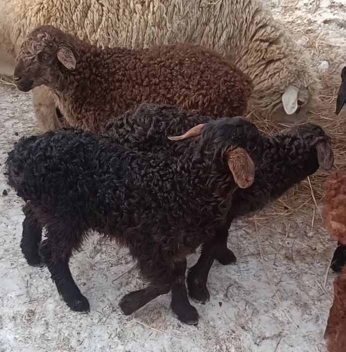 Қойлар буаз қозылы