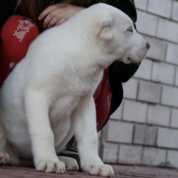 Белоснежные щенки
