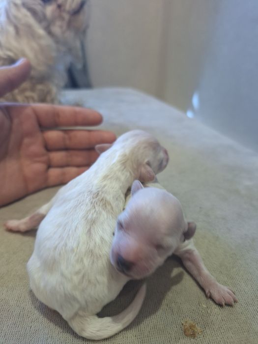 мальтипу днвочки.