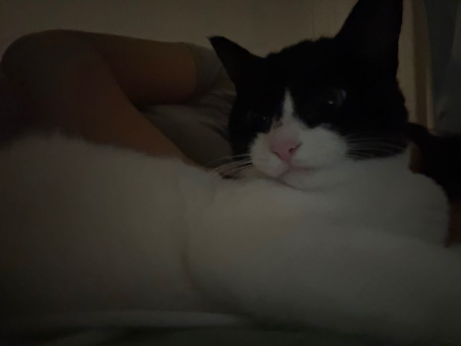 Котенок , годик , ласковая