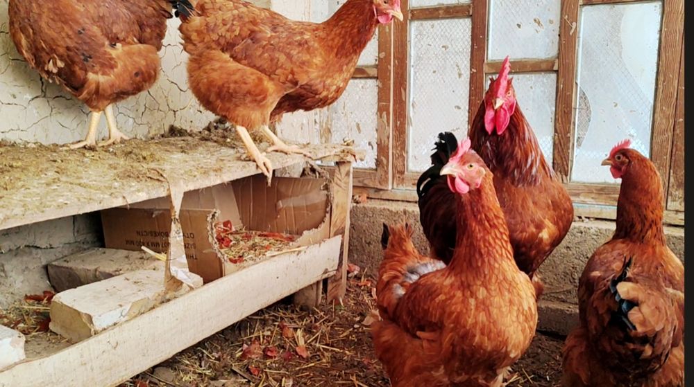 Ханхяп зотли товук тухум,жужаларига заказ оламиз