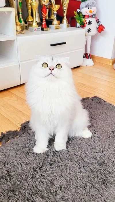 Scottish fold baiat cu pedigree wcf