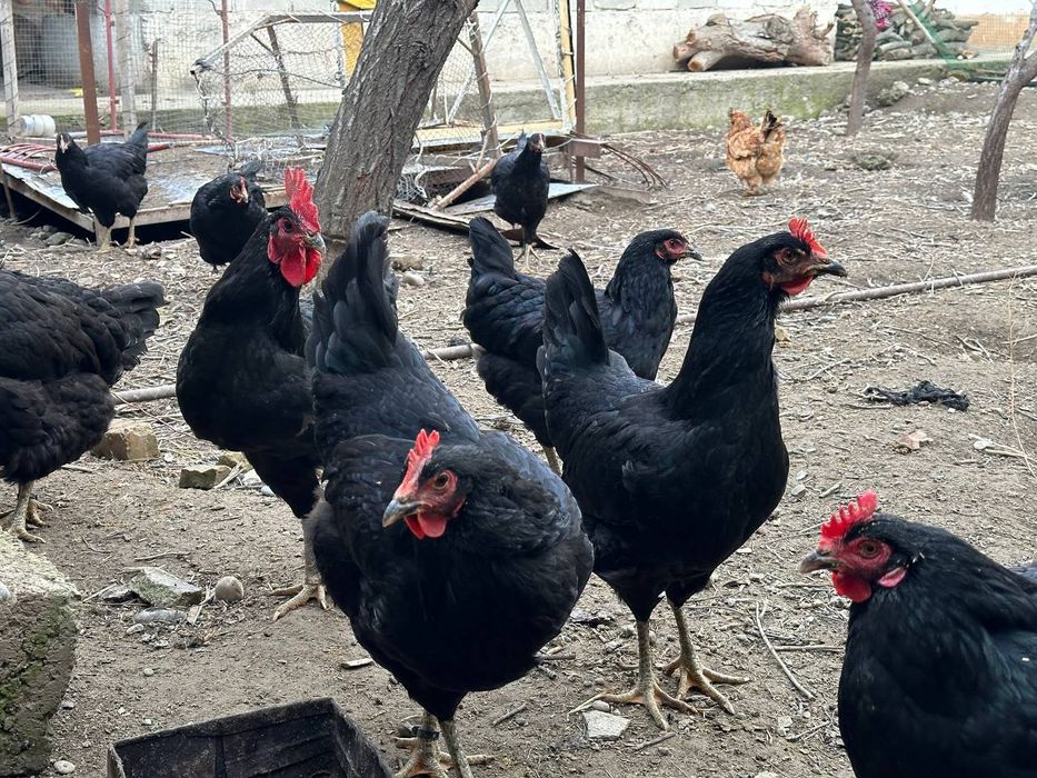 Qora wagzoda tuxumlar