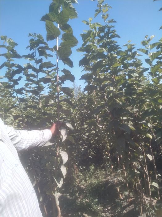 Tut kuchatlari kelishilgan narxda