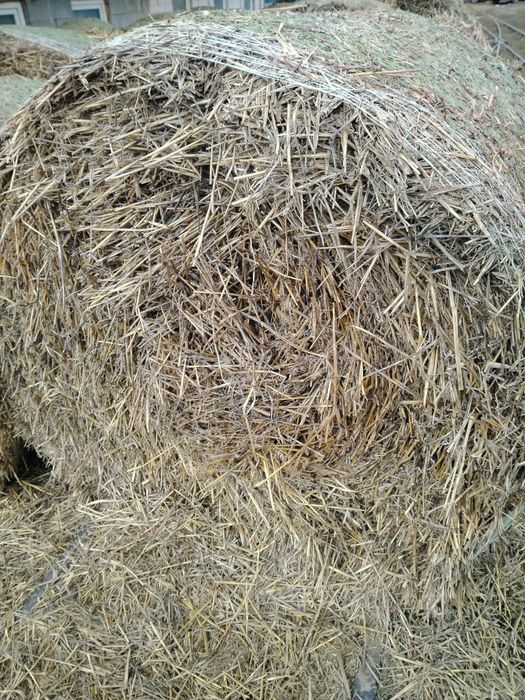 Baloți de paie de grâu.
