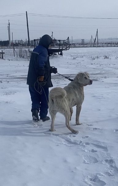 Алабай еркек сатылады САО