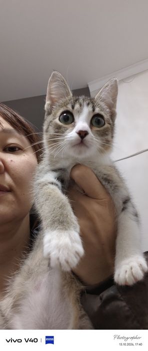 Девочка котенок возраст 2мес