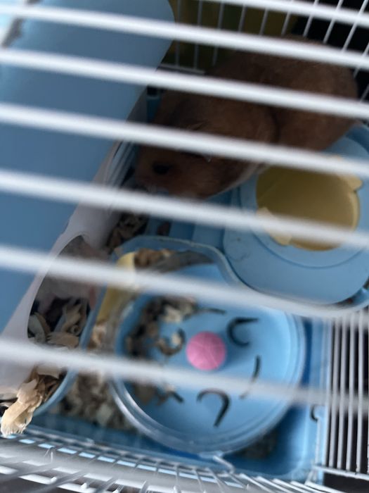 Отдам хомяков в добрые руки