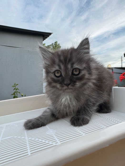 Отдаем котят-девочек