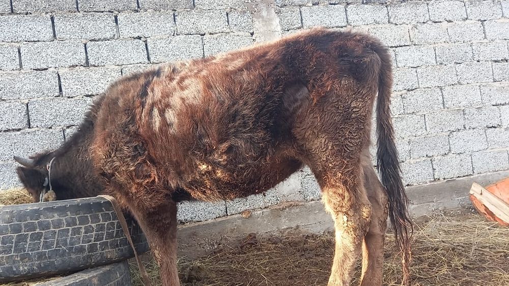 Тана сатылады жағдайы зың