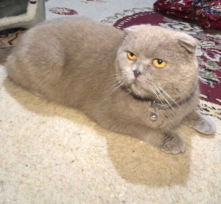 Scottish fold sotiladi srochno