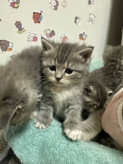 Продам британский кошку