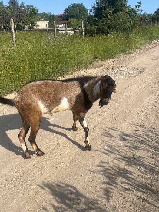 Продавам мъжки англо-нубийски ярета