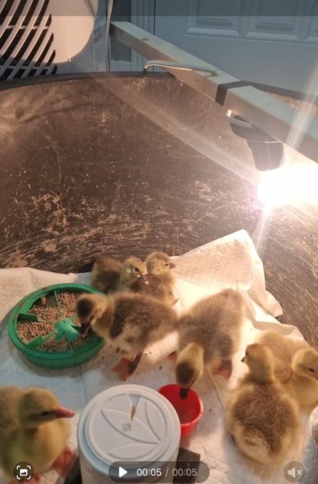 Инкубационые Яйца Гусей