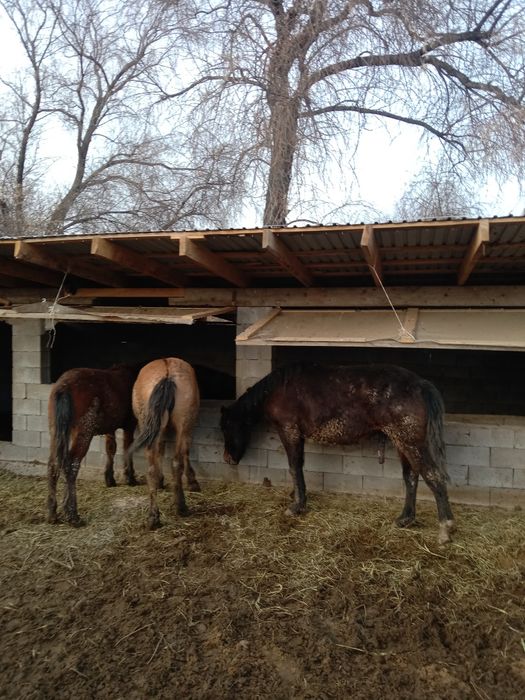 5байтал 3жабагы сау