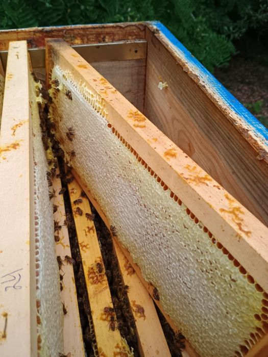 Пчелен мед София