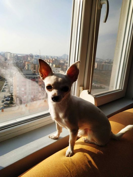 Подарявам куче Чихуахуа