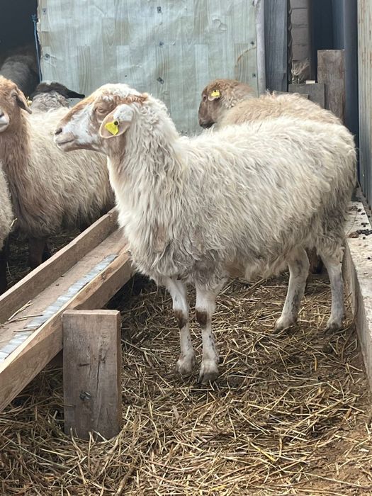 Продам овец цена 85 тысяч