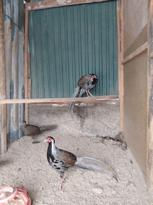 Серебристый фазан.