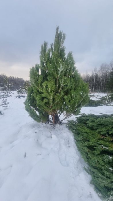 Елки новогодние