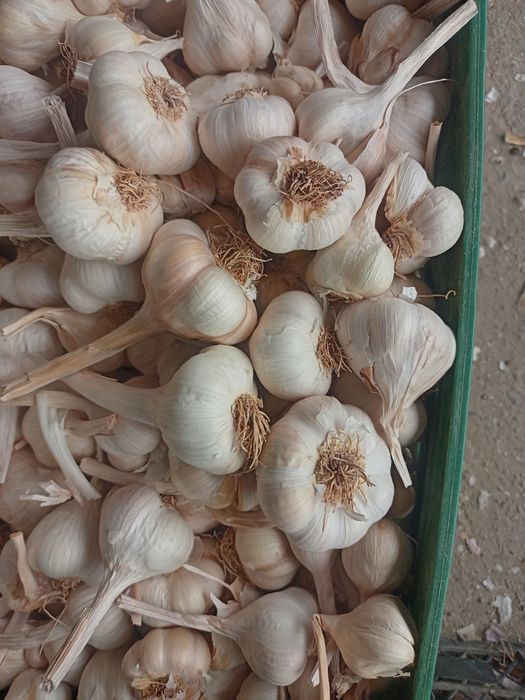 Usturoi arpagic romanesc de Copălău