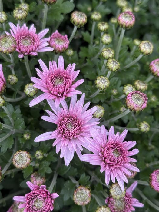 Хризантема мультифлора, корейская срезочная