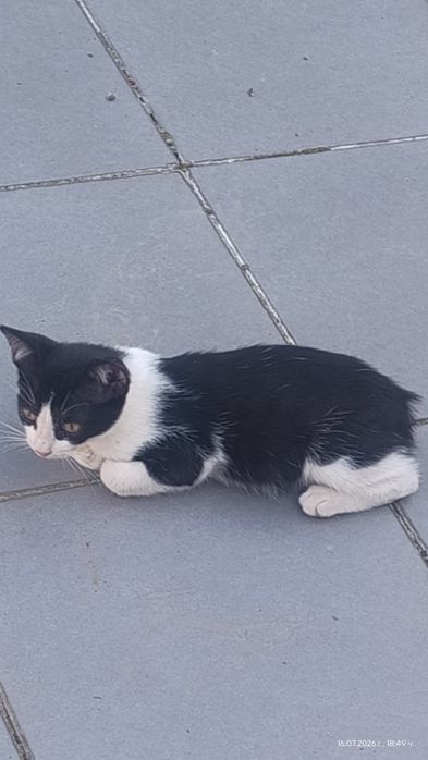 Котенце без опашка