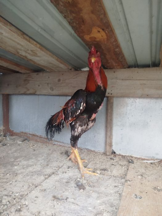 Дакан хам Жужа продам