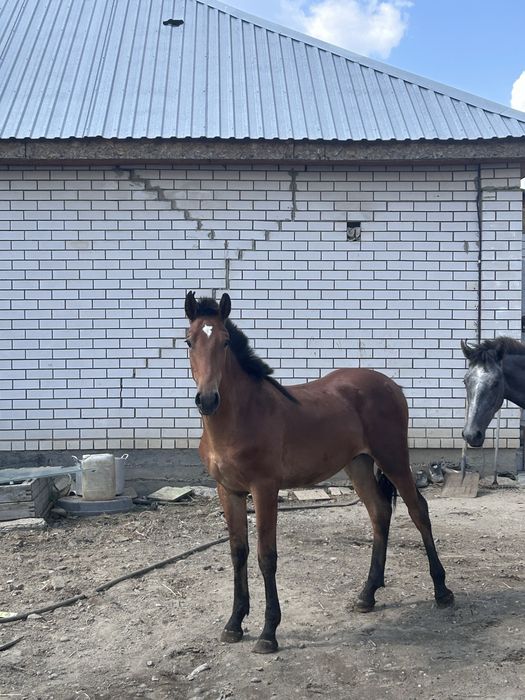 Тай сатылады семыз