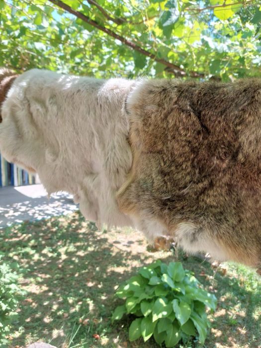 Заешки кожи обработени