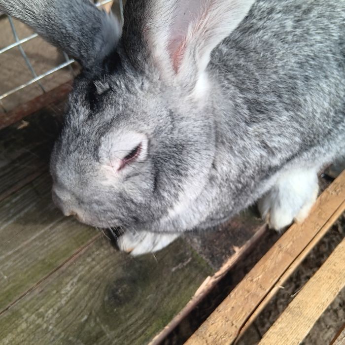 Vind schimb mascul belgian 5 luni