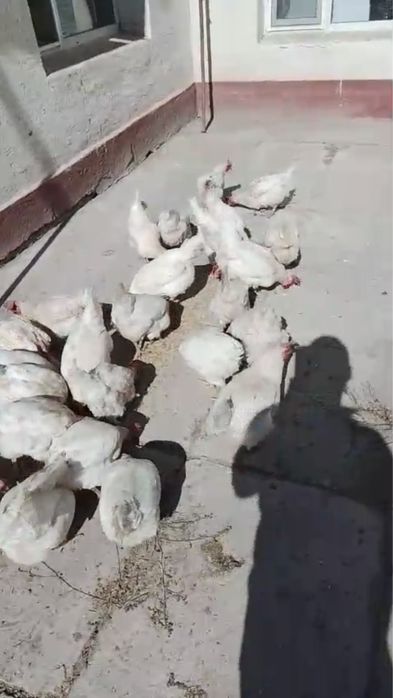 Продам кур жирные